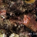 eel_moray_barredfin_nus_h_0705_png1820.jpg